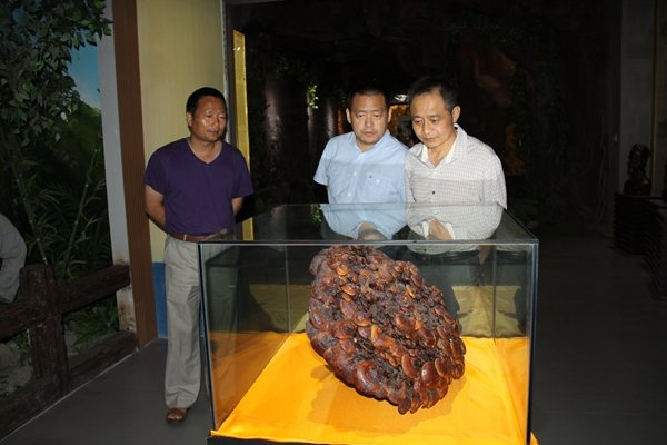 杭州亞運會官方靈芝產品供應商|杭州亞運會官方供應商|中國靈芝十大品牌|仙客來靈芝|仙客來靈芝破壁孢子粉|仙客來孢子油|仙客來靈芝飲片|仙客來破壁孢子粉|靈芝孢子油|孢子粉|靈芝破壁孢子粉|靈芝|中華老字號 杭州亞運會官方靈芝產品供應商|杭州亞運會官方供應商|中國靈芝十大品牌|仙客來靈芝|仙客來靈芝破壁孢子粉|仙客來孢子油|仙客來靈芝飲片|仙客來破壁孢子粉|靈芝孢子油|孢子粉|靈芝破壁孢子粉|靈芝|中華老字號