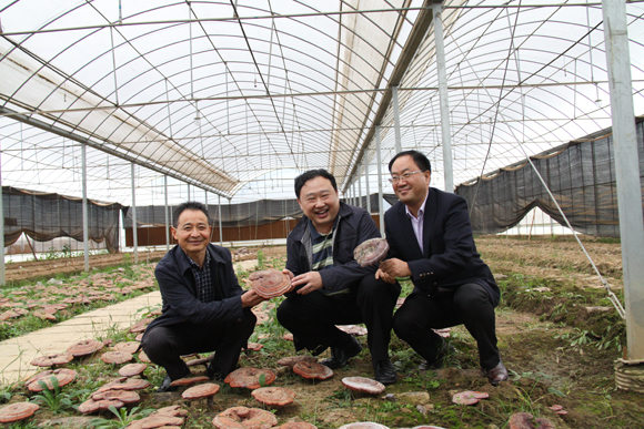 杭州亞運(yùn)會(huì)官方靈芝產(chǎn)品供應(yīng)商|杭州亞運(yùn)會(huì)官方供應(yīng)商|中國(guó)靈芝十大品牌|仙客來(lái)靈芝|仙客來(lái)靈芝破壁孢子粉|仙客來(lái)孢子油|仙客來(lái)靈芝飲片|仙客來(lái)破壁孢子粉|靈芝孢子油|孢子粉|靈芝破壁孢子粉|靈芝|中華老字號(hào) 杭州亞運(yùn)會(huì)官方靈芝產(chǎn)品供應(yīng)商|杭州亞運(yùn)會(huì)官方供應(yīng)商|中國(guó)靈芝十大品牌|仙客來(lái)靈芝|仙客來(lái)靈芝破壁孢子粉|仙客來(lái)孢子油|仙客來(lái)靈芝飲片|仙客來(lái)破壁孢子粉|靈芝孢子油|孢子粉|靈芝破壁孢子粉|靈芝|中華老字號(hào)