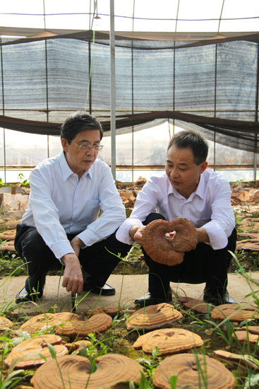 杭州亞運會官方靈芝產(chǎn)品供應(yīng)商|杭州亞運會官方供應(yīng)商|中國靈芝十大品牌|仙客來靈芝|仙客來靈芝破壁孢子粉|仙客來孢子油|仙客來靈芝飲片|仙客來破壁孢子粉|靈芝孢子油|孢子粉|靈芝破壁孢子粉|靈芝|中華老字號 杭州亞運會官方靈芝產(chǎn)品供應(yīng)商|杭州亞運會官方供應(yīng)商|中國靈芝十大品牌|仙客來靈芝|仙客來靈芝破壁孢子粉|仙客來孢子油|仙客來靈芝飲片|仙客來破壁孢子粉|靈芝孢子油|孢子粉|靈芝破壁孢子粉|靈芝|中華老字號