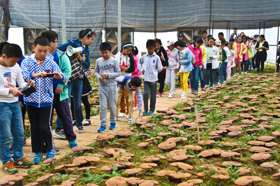 杭州亞運會官方靈芝產(chǎn)品供應(yīng)商|杭州亞運會官方供應(yīng)商|中國靈芝十大品牌|仙客來靈芝|仙客來靈芝破壁孢子粉|仙客來孢子油|仙客來靈芝飲片|仙客來破壁孢子粉|靈芝孢子油|孢子粉|靈芝破壁孢子粉|靈芝|中華老字號 杭州亞運會官方靈芝產(chǎn)品供應(yīng)商|杭州亞運會官方供應(yīng)商|中國靈芝十大品牌|仙客來靈芝|仙客來靈芝破壁孢子粉|仙客來孢子油|仙客來靈芝飲片|仙客來破壁孢子粉|靈芝孢子油|孢子粉|靈芝破壁孢子粉|靈芝|中華老字號