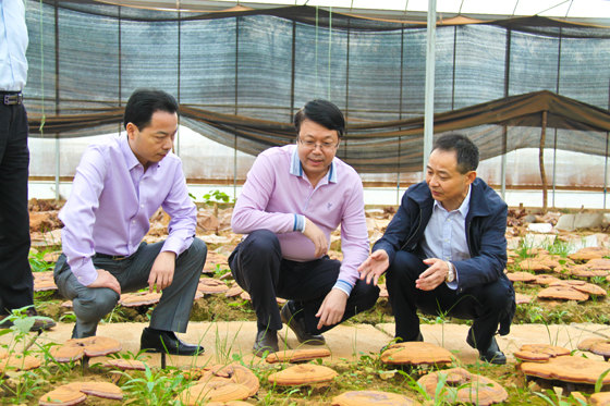 杭州亞運(yùn)會(huì)官方靈芝產(chǎn)品供應(yīng)商|杭州亞運(yùn)會(huì)官方供應(yīng)商|中國靈芝十大品牌|仙客來靈芝|仙客來靈芝破壁孢子粉|仙客來孢子油|仙客來靈芝飲片|仙客來破壁孢子粉|靈芝孢子油|孢子粉|靈芝破壁孢子粉|靈芝|中華老字號 杭州亞運(yùn)會(huì)官方靈芝產(chǎn)品供應(yīng)商|杭州亞運(yùn)會(huì)官方供應(yīng)商|中國靈芝十大品牌|仙客來靈芝|仙客來靈芝破壁孢子粉|仙客來孢子油|仙客來靈芝飲片|仙客來破壁孢子粉|靈芝孢子油|孢子粉|靈芝破壁孢子粉|靈芝|中華老字號