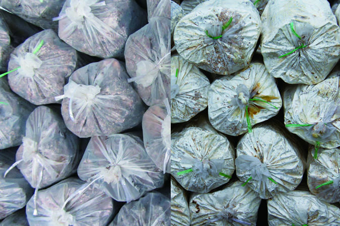 接種萌發(fā)|仙客來(lái)靈芝|中國(guó)靈芝十大品牌|中國(guó)馳名商標(biāo)|中國(guó)首家靈芝全產(chǎn)業(yè)鏈可視工廠 接種萌發(fā)|仙客來(lái)靈芝|中國(guó)靈芝十大品牌|中國(guó)馳名商標(biāo)|中國(guó)首家靈芝全產(chǎn)業(yè)鏈可視工廠