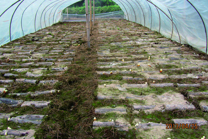 覆土后|仙客來(lái)靈芝|中國(guó)靈芝十大品牌|中國(guó)馳名商標(biāo)|中國(guó)首家靈芝全產(chǎn)業(yè)鏈可視工廠 覆土后|仙客來(lái)靈芝|中國(guó)靈芝十大品牌|中國(guó)馳名商標(biāo)|中國(guó)首家靈芝全產(chǎn)業(yè)鏈可視工廠