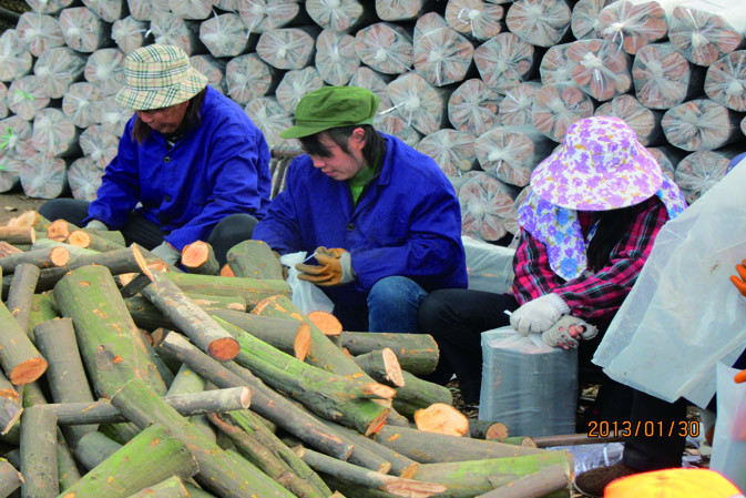 人工裝袋|仙客來(lái)靈芝|中國(guó)靈芝十大品牌|中國(guó)馳名商標(biāo)|中國(guó)首家靈芝全產(chǎn)業(yè)鏈可視工廠 人工裝袋|仙客來(lái)靈芝|中國(guó)靈芝十大品牌|中國(guó)馳名商標(biāo)|中國(guó)首家靈芝全產(chǎn)業(yè)鏈可視工廠