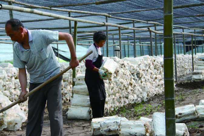 人工覆土|仙客來(lái)靈芝|中國(guó)靈芝十大品牌|中國(guó)馳名商標(biāo)|中國(guó)首家靈芝全產(chǎn)業(yè)鏈可視工廠 人工覆土|仙客來(lái)靈芝|中國(guó)靈芝十大品牌|中國(guó)馳名商標(biāo)|中國(guó)首家靈芝全產(chǎn)業(yè)鏈可視工廠