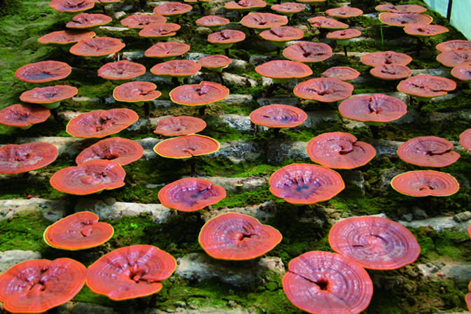 靈芝開(kāi)傘成長(zhǎng)期|仙客來(lái)靈芝|中國(guó)靈芝十大品牌|中國(guó)馳名商標(biāo)|中國(guó)首家靈芝全產(chǎn)業(yè)鏈可視工廠 靈芝開(kāi)傘成長(zhǎng)期|仙客來(lái)靈芝|中國(guó)靈芝十大品牌|中國(guó)馳名商標(biāo)|中國(guó)首家靈芝全產(chǎn)業(yè)鏈可視工廠