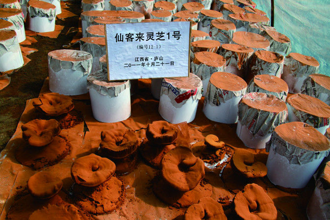 靈芝產(chǎn)粉成熟期|仙客來(lái)靈芝|中國(guó)靈芝十大品牌|中國(guó)馳名商標(biāo)|中國(guó)首家靈芝全產(chǎn)業(yè)鏈可視工廠 靈芝產(chǎn)粉成熟期|仙客來(lái)靈芝|中國(guó)靈芝十大品牌|中國(guó)馳名商標(biāo)|中國(guó)首家靈芝全產(chǎn)業(yè)鏈可視工廠