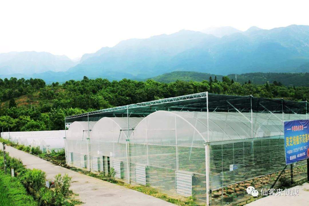 中國靈芝十大品牌|仙客來靈芝|仙客來靈芝破壁孢子粉|仙客來孢子油|仙客來靈芝飲片|仙客來破壁孢子粉|仙客來靈芝中藥飲片|馳名商標(biāo)|m.c243t.cn|