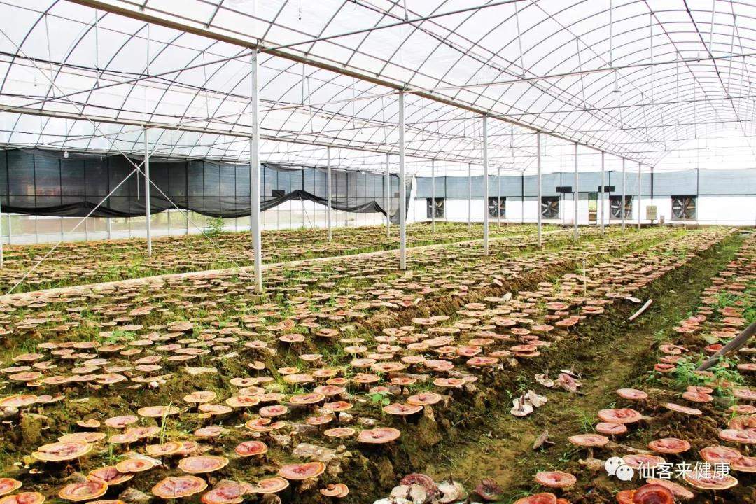 中國靈芝十大品牌|仙客來靈芝|仙客來靈芝破壁孢子粉|仙客來孢子油|仙客來靈芝飲片|仙客來破壁孢子粉|仙客來靈芝中藥飲片|馳名商標(biāo)|m.c243t.cn|