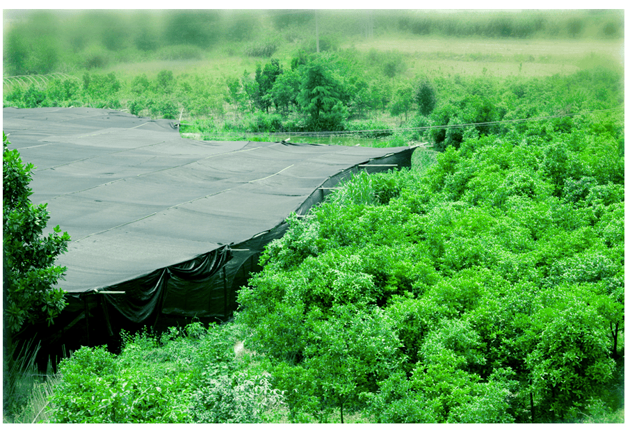 中國靈芝十大品牌|仙客來靈芝|仙客來靈芝破壁孢子粉|仙客來孢子油|仙客來靈芝飲片|仙客來破壁孢子粉|仙客來靈芝中藥飲片|馳名商標(biāo)|m.c243t.cn|