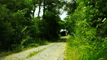 中國靈芝十大品牌|仙客來靈芝|仙客來靈芝破壁孢子粉|仙客來孢子油|仙客來靈芝飲片|仙客來破壁孢子粉|仙客來靈芝中藥飲片|馳名商標(biāo)|m.c243t.cn|