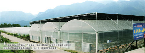 中國(guó)靈芝十大品牌|仙客來靈芝|仙客來靈芝破壁孢子粉|仙客來孢子油|仙客來靈芝飲片|仙客來破壁孢子粉|仙客來靈芝中藥飲片|馳名商標(biāo)|m.c243t.cn|