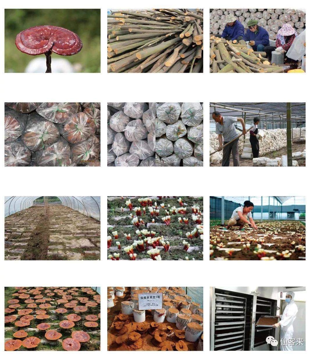 中國靈芝十大品牌|仙客來靈芝|仙客來靈芝破壁孢子粉|仙客來孢子油|仙客來靈芝飲片|仙客來破壁孢子粉|仙客來靈芝中藥飲片|馳名商標(biāo)|m.c243t.cn| 中國靈芝十大品牌|仙客來靈芝|仙客來靈芝破壁孢子粉|仙客來孢子油|仙客來靈芝飲片|仙客來破壁孢子粉|仙客來靈芝中藥飲片|馳名商標(biāo)|m.c243t.cn|