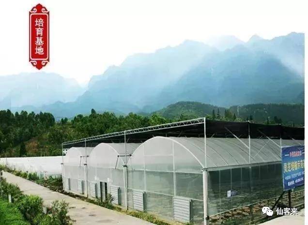 中國靈芝十大品牌|仙客來靈芝|仙客來靈芝破壁孢子粉|仙客來孢子油|仙客來靈芝飲片|仙客來破壁孢子粉|仙客來靈芝中藥飲片|馳名商標|m.c243t.cn|