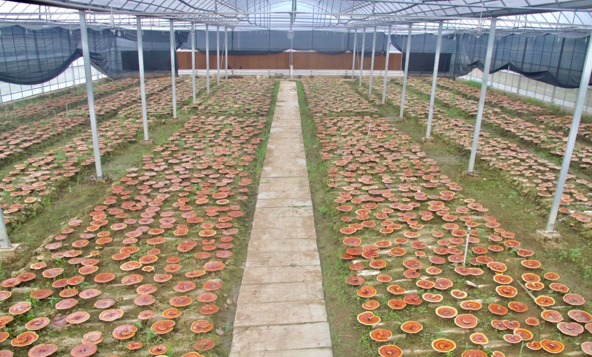 杭州亞運會官方靈芝產品供應商|杭州亞運會官方供應商|中國靈芝十大品牌|仙客來靈芝|仙客來靈芝破壁孢子粉|仙客來孢子油|仙客來靈芝飲片|仙客來破壁孢子粉|靈芝孢子油|孢子粉|靈芝破壁孢子粉|靈芝|中華老字號 杭州亞運會官方靈芝產品供應商|杭州亞運會官方供應商|中國靈芝十大品牌|仙客來靈芝|仙客來靈芝破壁孢子粉|仙客來孢子油|仙客來靈芝飲片|仙客來破壁孢子粉|靈芝孢子油|孢子粉|靈芝破壁孢子粉|靈芝|中華老字號