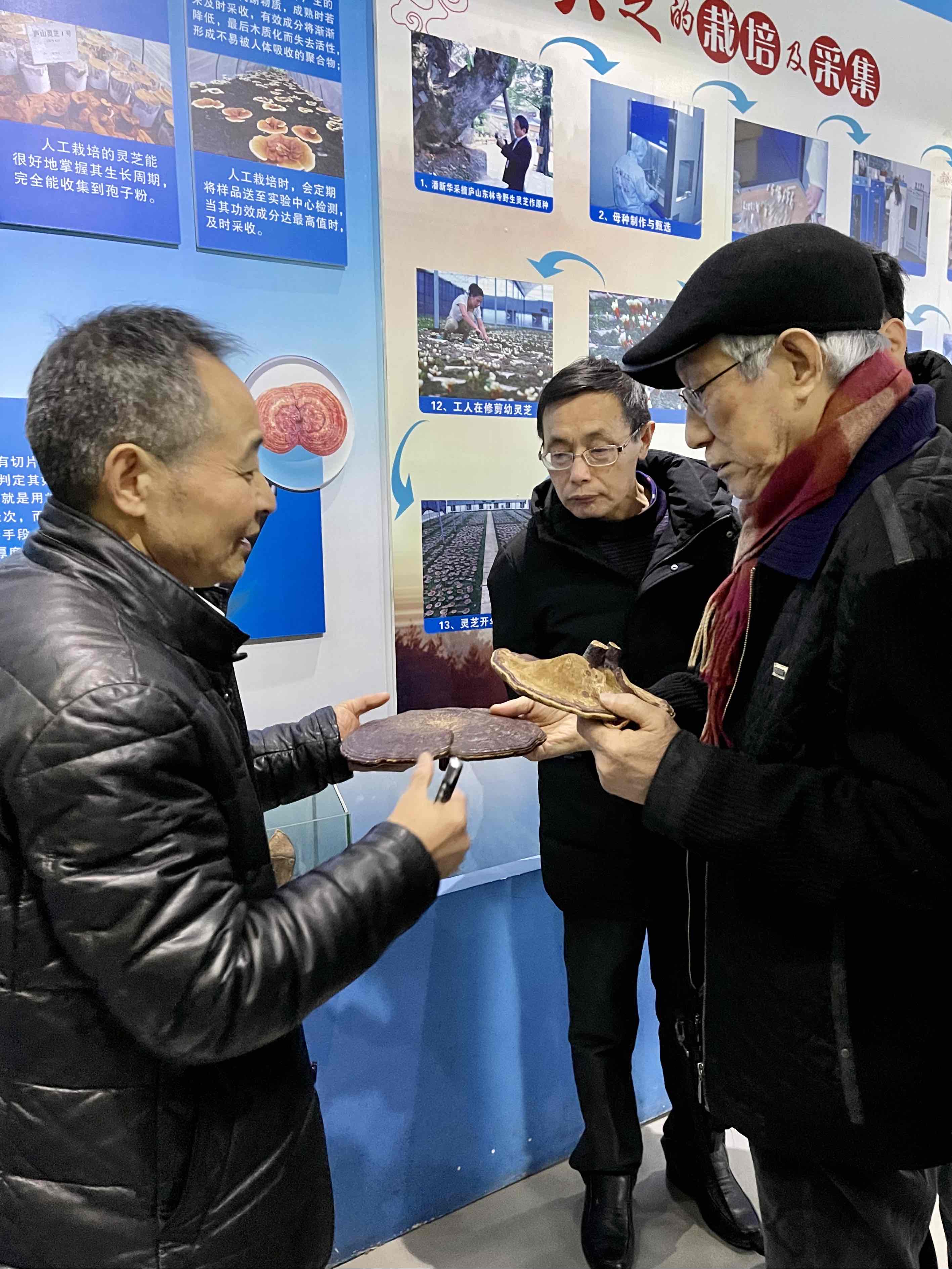 杭州亞運會官方靈芝產(chǎn)品供應(yīng)商|杭州亞運會官方供應(yīng)商|中國靈芝十大品牌|仙客來靈芝|仙客來靈芝破壁孢子粉|仙客來孢子油|仙客來靈芝飲片|仙客來破壁孢子粉|靈芝孢子油|孢子粉|靈芝破壁孢子粉|靈芝|中華老字號