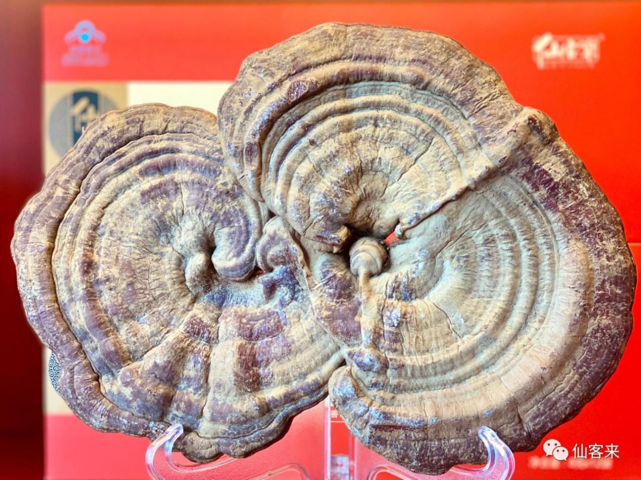 杭州亞運會官方靈芝產(chǎn)品供應商|杭州亞運會官方供應商|中國靈芝十大品牌|仙客來靈芝|仙客來靈芝破壁孢子粉|仙客來孢子油|仙客來靈芝飲片|仙客來破壁孢子粉|靈芝孢子油|孢子粉|靈芝破壁孢子粉|靈芝|中華老字號