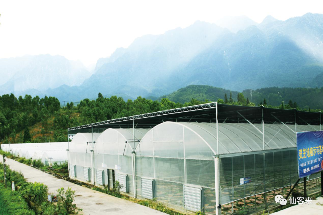 杭州亞運(yùn)會官方靈芝產(chǎn)品供應(yīng)商|杭州亞運(yùn)會官方供應(yīng)商|中國靈芝十大品牌|仙客來靈芝|仙客來靈芝破壁孢子粉|仙客來孢子油|仙客來靈芝飲片|仙客來破壁孢子粉|靈芝孢子油|孢子粉|靈芝破壁孢子粉|靈芝|中華老字號