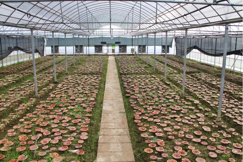 杭州亞運(yùn)會(huì)官方靈芝產(chǎn)品供應(yīng)商|杭州亞運(yùn)會(huì)官方供應(yīng)商|中國(guó)靈芝十大品牌|仙客來(lái)靈芝|仙客來(lái)靈芝破壁孢子粉|仙客來(lái)孢子油|仙客來(lái)靈芝飲片|仙客來(lái)破壁孢子粉|靈芝孢子油|孢子粉|靈芝破壁孢子粉|靈芝|中華老字號(hào)