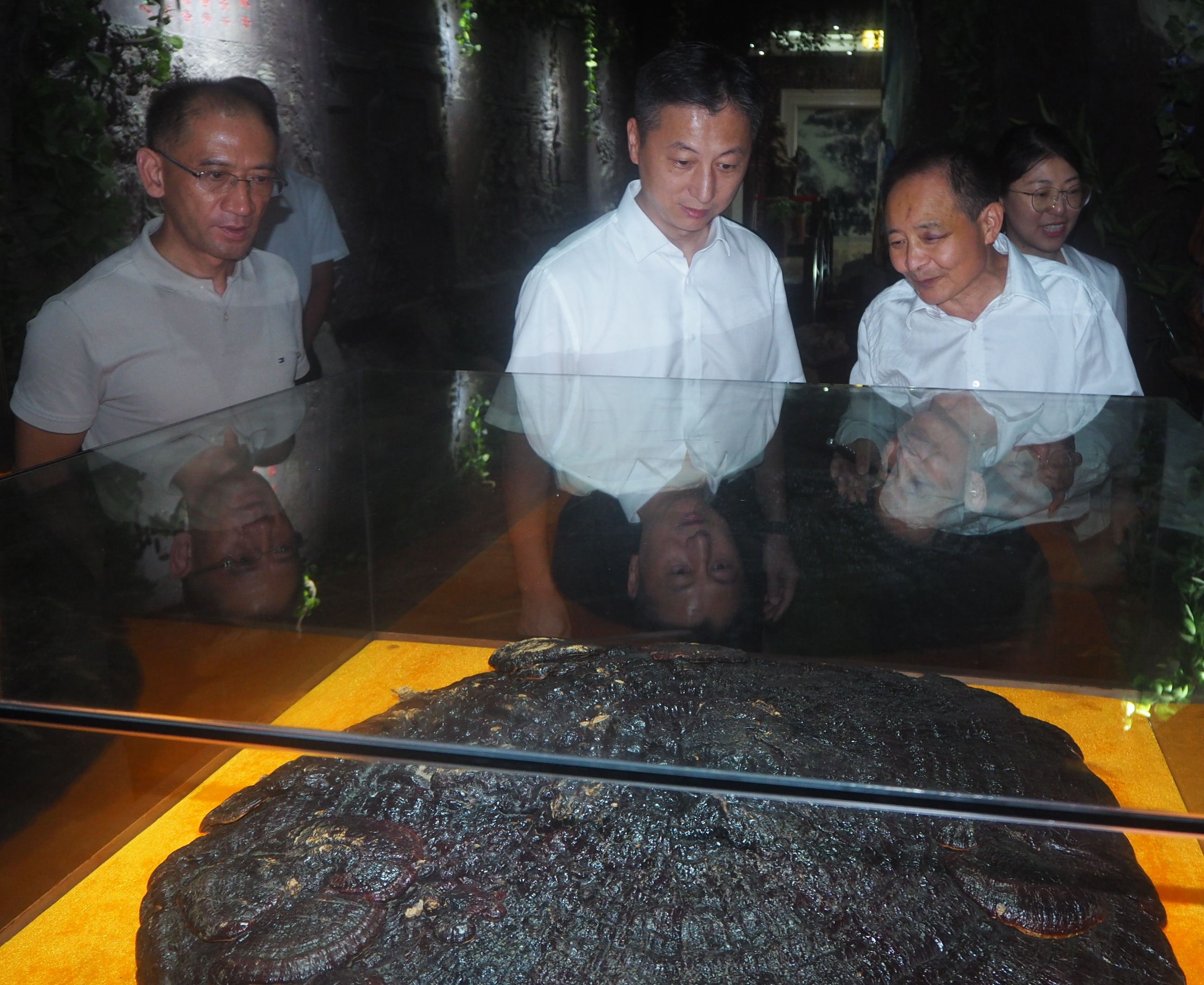 杭州亞運會官方靈芝產(chǎn)品供應商|杭州亞運會官方供應商|中國靈芝十大品牌|仙客來靈芝|仙客來靈芝破壁孢子粉|仙客來孢子油|仙客來靈芝飲片|仙客來破壁孢子粉|靈芝孢子油|孢子粉|靈芝破壁孢子粉|靈芝|中華老字號 杭州亞運會官方靈芝產(chǎn)品供應商|杭州亞運會官方供應商|中國靈芝十大品牌|仙客來靈芝|仙客來靈芝破壁孢子粉|仙客來孢子油|仙客來靈芝飲片|仙客來破壁孢子粉|靈芝孢子油|孢子粉|靈芝破壁孢子粉|靈芝|中華老字號