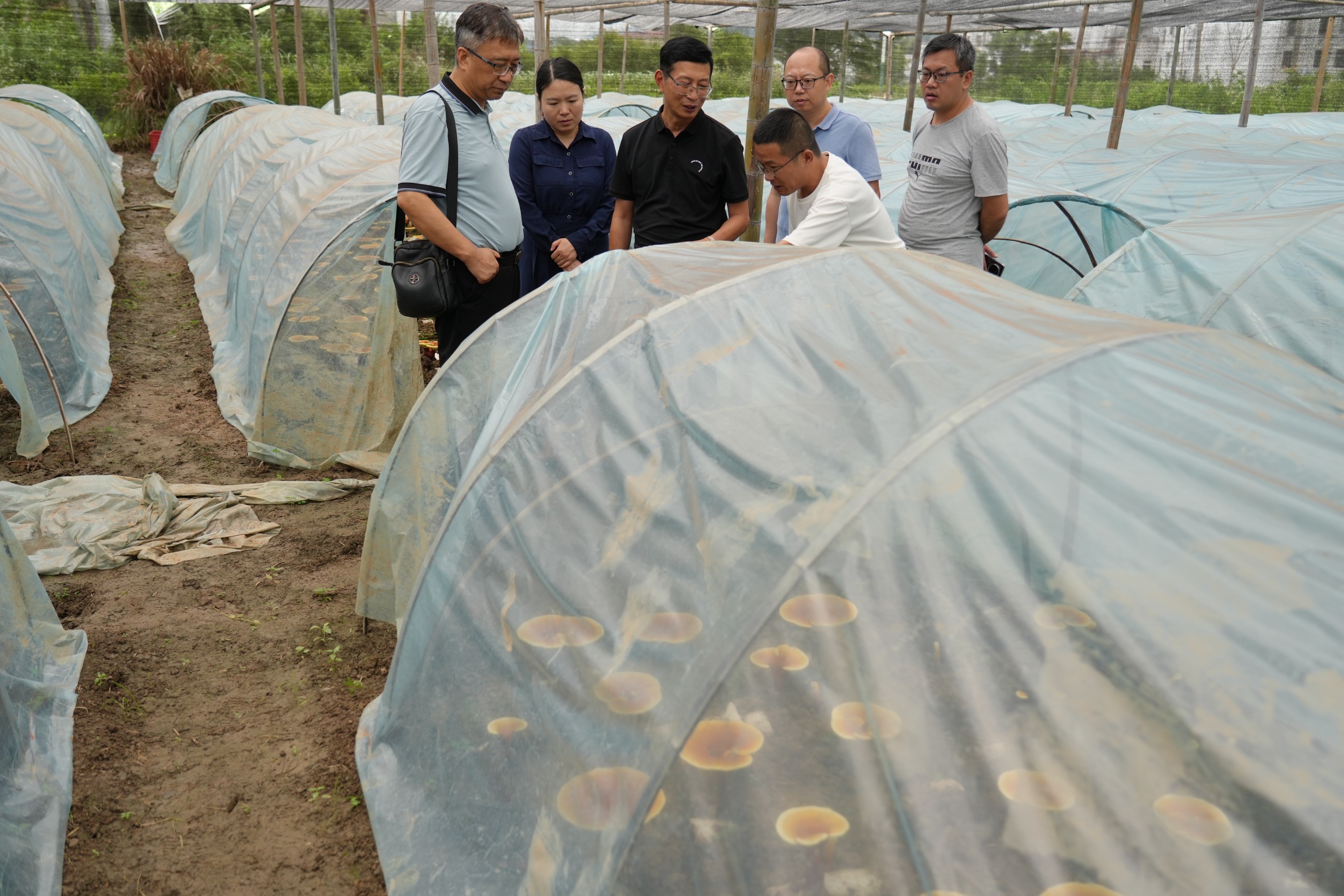 杭州亞運會官方靈芝產(chǎn)品供應(yīng)商|杭州亞運會官方供應(yīng)商|中國靈芝十大品牌|仙客來靈芝|仙客來靈芝破壁孢子粉|仙客來孢子油|仙客來靈芝飲片|仙客來破壁孢子粉|靈芝孢子油|孢子粉|靈芝破壁孢子粉|靈芝|中華老字號