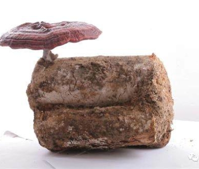 2020全國(guó)兩會(huì)特別報(bào)道：關(guān)于新冠疫情，看名醫(yī)、人大代表和政協(xié)委員如何說(shuō)？