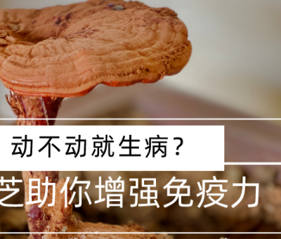 靈芝，預(yù)防您夏季上&ldquo;火&rdquo;