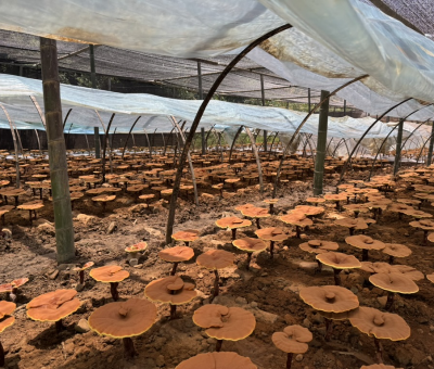 共同見證！首屆靈芝日慶典暨仙客來與北京大學(xué)醫(yī)學(xué)部科研成果發(fā)布會舉行