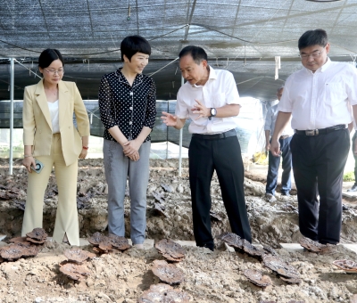 江西省委常委、宣傳部部長盧小青深入廬山市通書院村靈芝基地調研